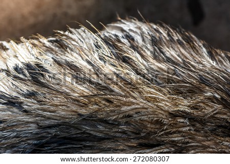Emu fur - genuine real hair feather bird animal gray background