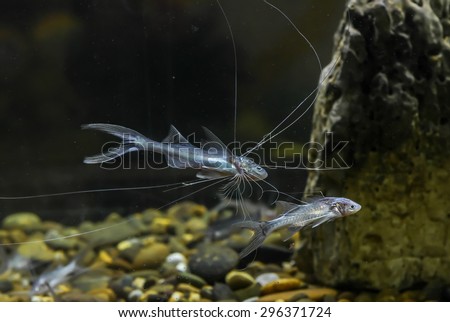 needle fish in aquarium tank
