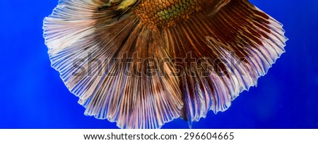 tail of fighting fish - colorful siamese aggressive water tropical animal