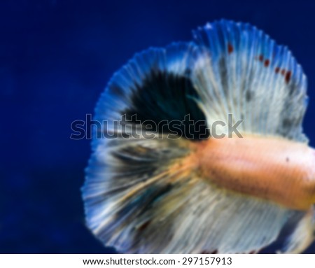 blurred image of tail of fighting fish - colorful siamese aggressive water tropical animal