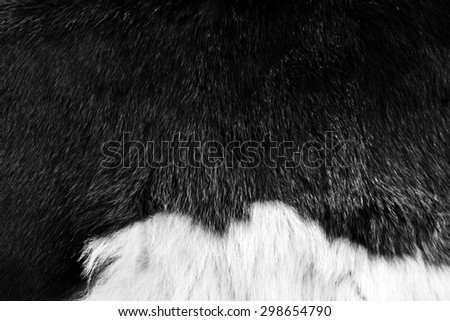 cow skin texture - closeup fur fashion black and white background