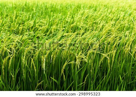 rice plantation - green agriculture field meadow grain farmland water growth farming