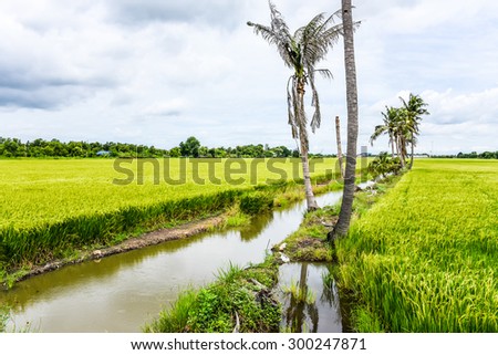 rice plantation  - green agriculture field meadow grain farmland water growth farming