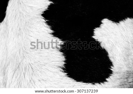 cow skin texture - real genuine animal hair closeup background