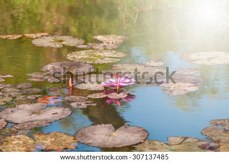 lotus flowers in the pond with morning sunrise light