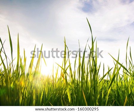 It is a worm\'s eye view of the grass and the sky in sunlight, giving the fresh feeling.