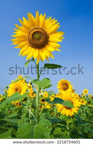 Similar – Image, Stock Photo sunflower Nature Landscape