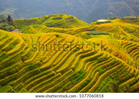 Longsheng Rice