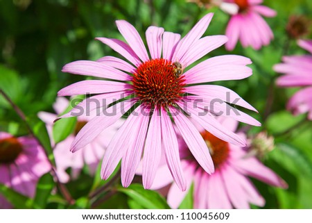 Famous purple echinacea, natural medicine for human immune system