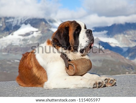 Similar – Image, Stock Photo Bernard mountain dog with broken tusks