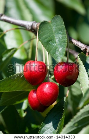 Red Cherry in the Juckerfarm garden near Zurich (Switzreland)