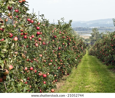 Apple garden with ripe apples