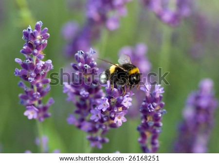 Bumblebee collecting lavender honey
