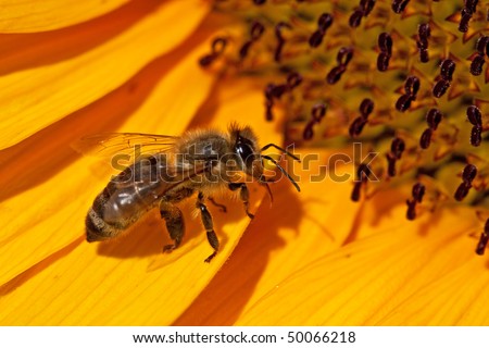 Bee on the bright yellow sunflower