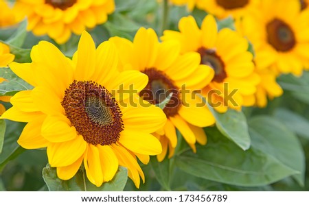 Sunflower heads with bees collecting honey