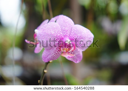 Purple Orchids Flower inflorescence, from Thailand garden