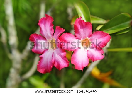 Floral Tropical flower Pink Adenium  Desert rose