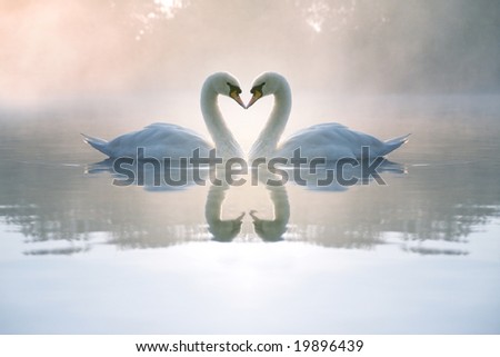 Similar – Image, Stock Photo Swans in love, forming heart, by the water.