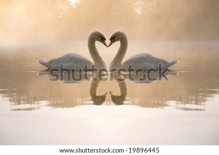 Similar – Image, Stock Photo Swans in love, forming heart, by the water.