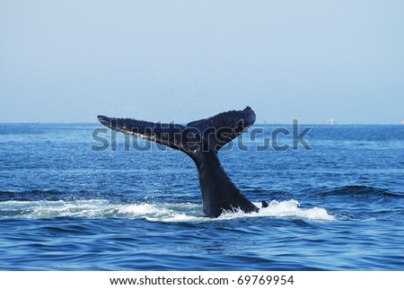 Tail Slapping Humpback Whale, Megaptera novaeangliae, Namibia