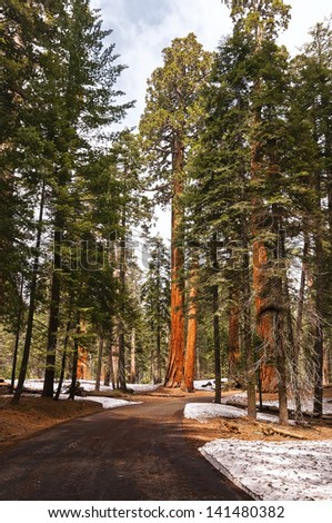 Sequoia National Park - Giant Forest