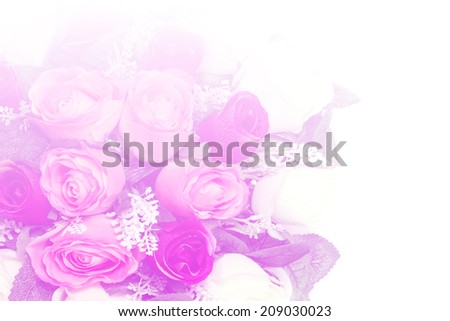 art pastel  beautiful rose flowers with color filters and noon day sun.