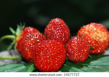 picture of fresh strawberries on their leafs, just picked up from a ecological garden