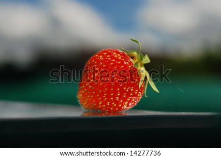 picture of fresh strawberry, just picked up from a ecological garden