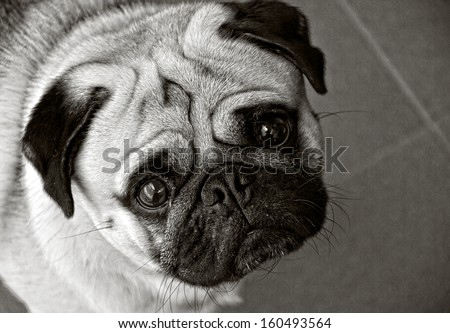 pug dog in black and white and his eyes wide open