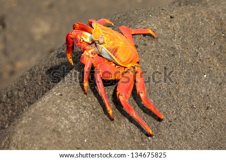 light-foot crab on rock, Galapagos