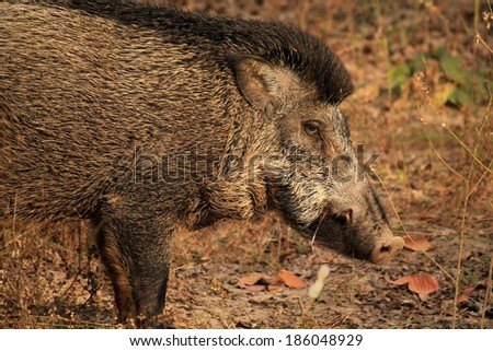 profile of wild boar in the fall, India