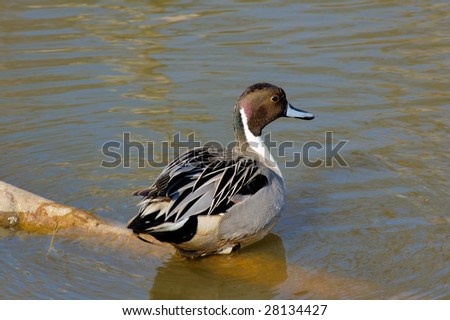 Portrait of the Northern pintail on lake with water as background