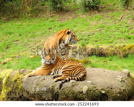 Two tigers on the rock