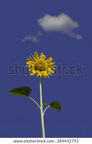 A single big yellow sun flower isolated on blue sky and clouds background.\
The flower is shot from below and has with 2 large green leaves.\
It is facing the sun on a clear day.