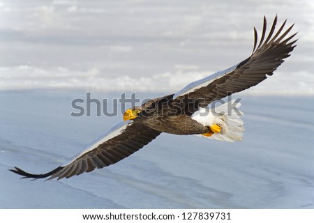 Steller\'s sea eagle flying over the sea. The largest bird of prey of the northern hemisphere.