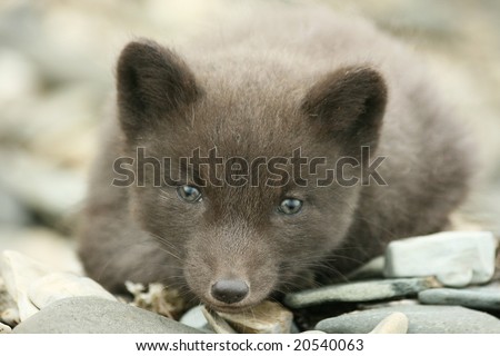Portrait of wild arctic  fox cub