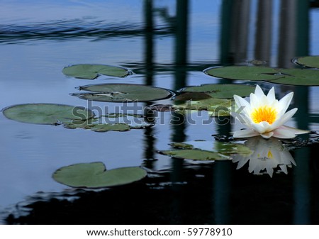 White water lily on the blue surface of the pond