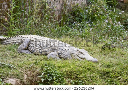 Nile crocodile (Crocodylus niloticus), Africa