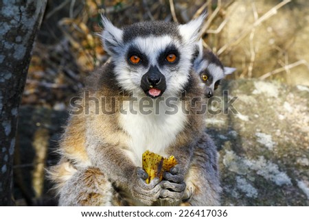 Ring-tailed lemur (lemur catta) and cute cup, madagascar