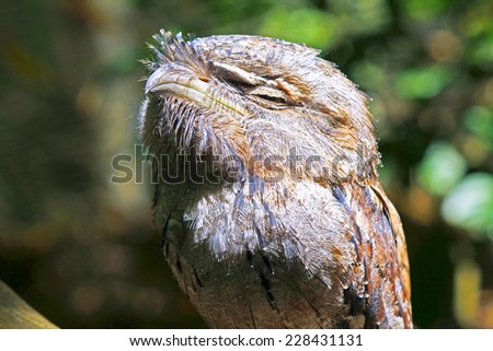 The Tawny Frogmouth (Podargus strigoides) is an Australian species of frogmouth, an iconic type of bird found throughout the Australian mainland, Tasmania and southern New Guinea.