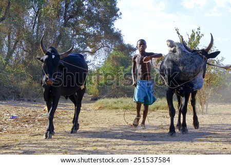 Poor malagasy boy leading angry bulls - zebu, madagascar