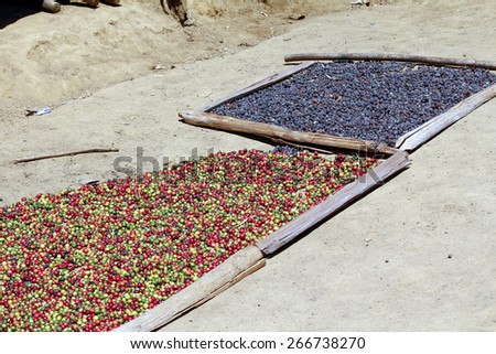 Traditional coffee drying after harvest, Madagascar