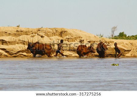 Poor malagasy boys washing angry bulls- zebu in river, madagascar