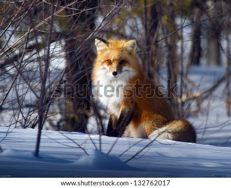 Red fox in winter (take 2)