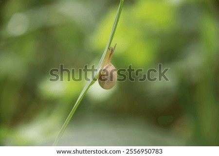 Similar – Image, Stock Photo Lonely curled leaf