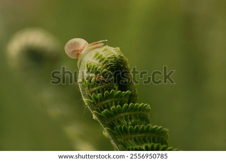 Similar – Image, Stock Photo Lonely curled leaf