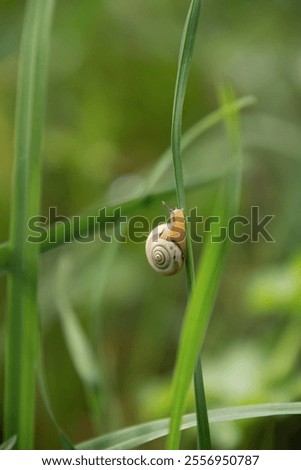Similar – Image, Stock Photo Lonely curled leaf