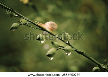 Similar – Image, Stock Photo Lonely curled leaf