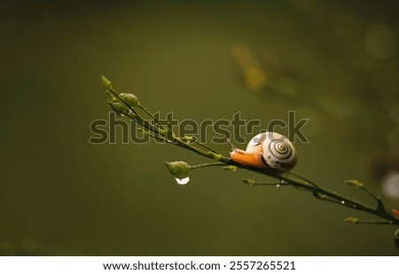 Similar – Image, Stock Photo Lonely curled leaf