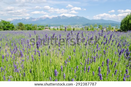 FURANO, JAPAN - JUNE 21, 2015 : Lavender field at Tomita farm in summer on June 21, 2015. Tomita farm is the most famous tourist attraction in Furano, Hokkaido, Japan.
